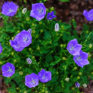 Dzwonek karpacki Campanula carpatica występuje również w innych barwach kwiatów. W sklepach i szkółkach spotkamy również białe dzwonki karpackie. (zdj.: Adobe Stock)