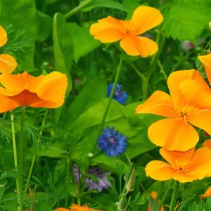 Włoskami ograniczającymi transpiracje pokryte są m.in. kwiaty oraz łodygi maczków kalifornijskich Eschscholzia californica. (zdj.: Adobe Stock)
