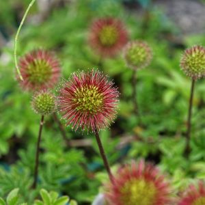 Acena Acaena (zdj.: Adobe Stock)