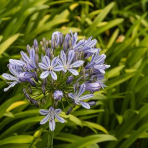 Agapant agapanthus praecox (zdj.: Adobe Stock)