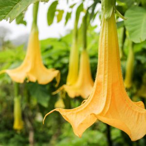 Brugmansja Brugmansia (zdj.: Adobe Stock)