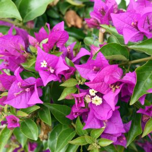 Bugenwilla gładka bougainvillea glabra (zdj.: Adobe Stock)