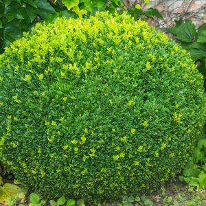 Bukszpan Buxus (zdj.: Adobe Stock)