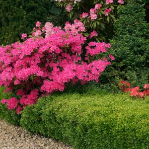 Bukszpan wieczniezielony (buxus sempervirens) w odmianie 'Suffruticosa' oraz azalia 'Kermesina'. (zdj.: Adobe Stock)