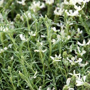 Bylica Estragon Artemisia dracunculus (zdj.: Adobe Stock)