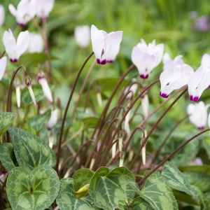 Cyklamen cyclamen (zdj.: iStock)
