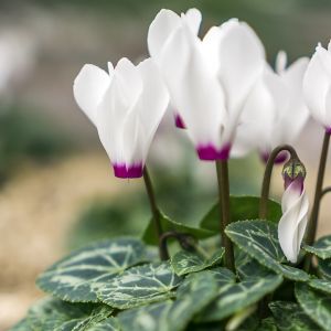 Cyklamen Perski Cyclamenum Persicum  (zdj.: Adobe Stock)