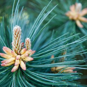 Długie igły sosny czarnej (pinus nigra) czynią z niej bardzo dekoracyjne drzewko świąteczne. (zdj.: Adobe Stock)