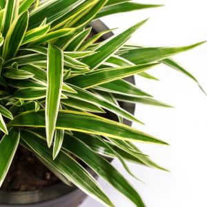 Draceny młode przesadzamy co rok, egzemplarze starsze wymagają wymiany gleby co mniej więcej 3 lata. (zdj.: iStock)