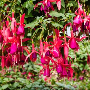 Fuksja Fuchsia (zdj.: iStock)