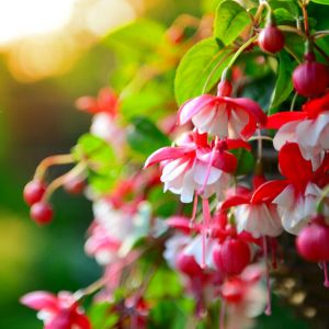 Fuksja Fuchsia (zdj.: iStock)