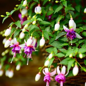 Fuksja mieszańce Fuchsia (zdj.: iStock)