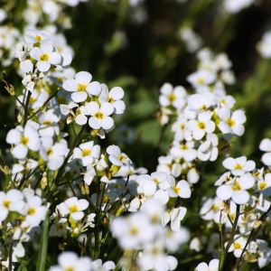 Gęsiówka Arabis (zdj.: Adobe Stock)