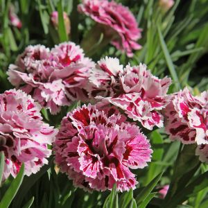 Goździk Dianthus (zdj.: Adobe Stock)