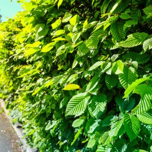 Grab zwyczajny Carpinus betulus (zdj.: Adobe Stock)