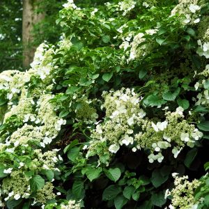 Hortensja pnąca Hydrangea anomala ssp. Petiolaris (zdj.: iStock)
