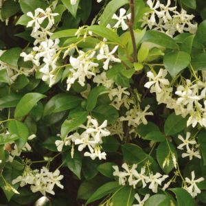 Jaśmin Jasminum (zdj.: Adobe Stock)