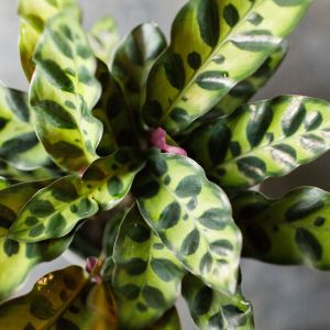 Jedną z bardziej intrygujących odmian kalatei jest Calathea lancifolia, cechująca się wierzchem liści w dwóch odcieniach zielonego i purpurowym spodem. (zdj.: iStock)
