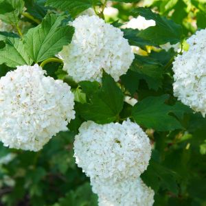Kalina koralowa Viburnum opulus ‘roseum’ (zdj.: Adobe Stock)