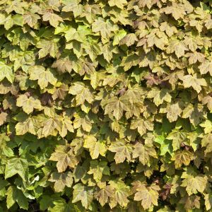 Klon polny Acer campestre (zdj.: Adobe Stock)