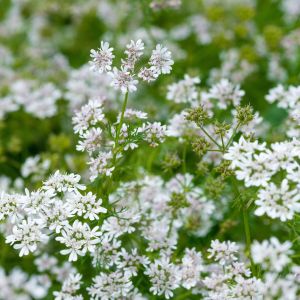 Kolendra siewna coriandrum sativum (zdj.: Adobe Stock)