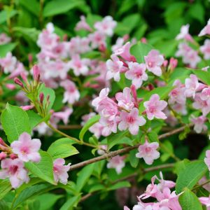 Kolkwicja chińska Kolkwitzia amabilis (zdj.: Adobe Stock)