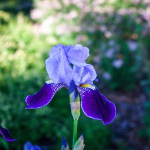 Kosaciec Iris (zdj.: Adobe Stock)