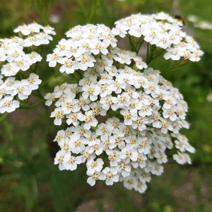 Krwawnik Achillea (zdj.: Adobe Stock)