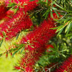 Kuflik callistemon (zdj.: Adobe Stock)