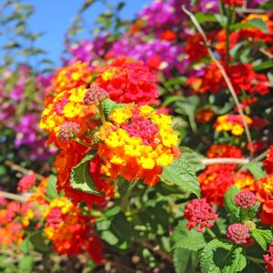 Lantana pospolita Lantana camara (zdj.: Adobe Stock)