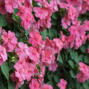 Niecierpek Waleriana Impatiens walleriana (zdj.: iStock)