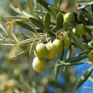 Oliwka europejska Olea europaea (zdj.: Adobe Stock)