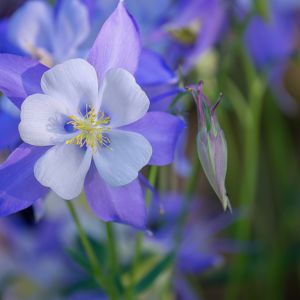 Orlik Aquilegia (zdj.: Adobe Stock)