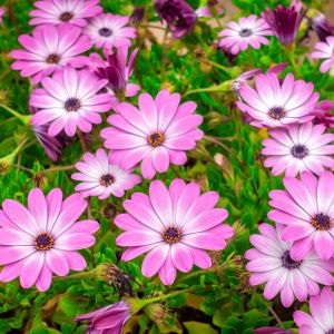 Osteospermum Osteospermum ecklonis (zdj.: Stock)