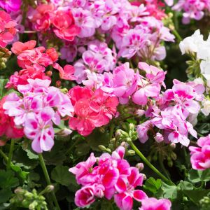 Pelargonia pelargonium (zdj.: Adobe Stock)