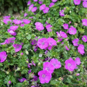 Pelargonia Pelargonium (zdj.: iStock)
