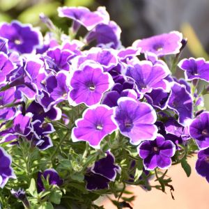 Petunia, surfinia petunia x hybrida (zdj.: iStock)