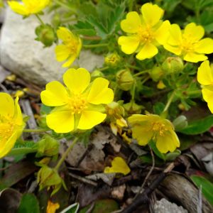 Pięciornik Potentilla (zdj.: Adobe Stock)