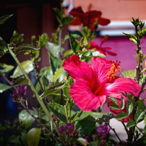 Róża chińska Hibiscus rosa sinensis (zdj.: Adobe Stock)