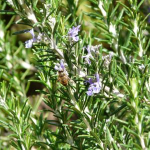Rozmaryn lekarski Rosmarinus officinalis (zdj.: Adobe Stock)
