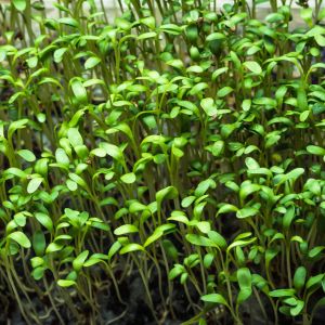 Rzeżucha Ogrodowa Lepidium sativum (zdj.: Adobe Stock)