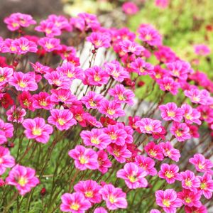 Skalnica Arendsa Saxifraga arendsii (zdj.: Adobe Stock)