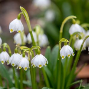 Śnieżyca wiosenna Leucojum vernum (zdj.: iStock)