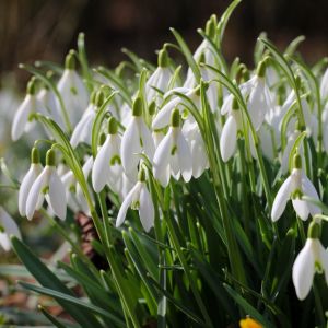 Śnieżyczka Galanthus (zdj.: iStock)