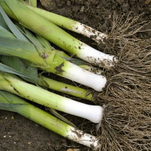 Spożycie pora, będącego składnikiem wielu smacznych sałatek, pozytywnie wpływa na układ odpornościowy i wspiera w walce z bólami reumatycznymi.  (zdj.: Adobe Stock)