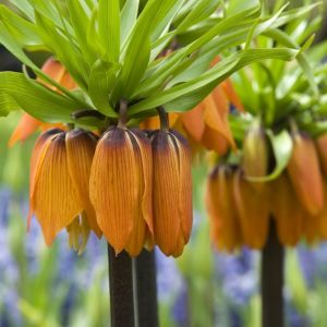 Szachownica cesarska fritillaria imperialis  (zdj.: iStock)