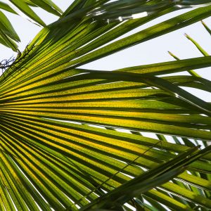 Szorstkowiec Fortunego Trachycarpus fortunei (zdj.: Adobe Stock)