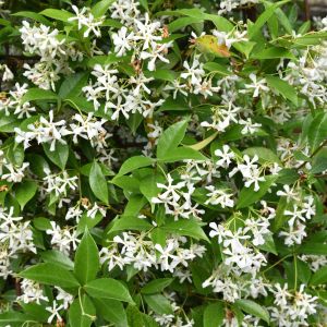 Trachelospermum Trachelospermum (zdj.: Adobe Stock)