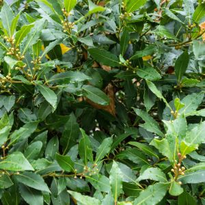 Wawrzyn Laurus (zdj.: Adobe Stock)