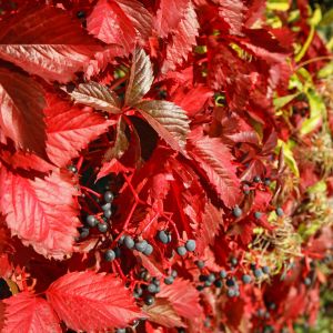 Winobluszcz Parthenocissus (zdj.: Adobe Stock)